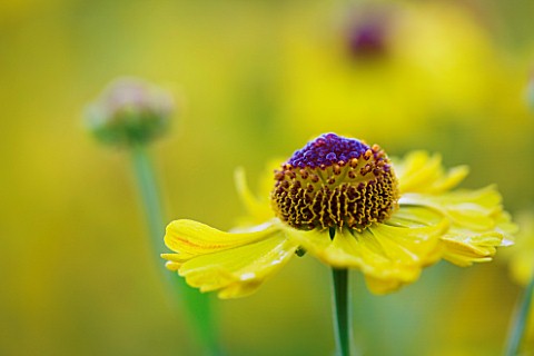 OLD_COURT_NURSERIES_AND_THE_PICTON_GARDEN__WORCESTERSHIRE_YELLOW_FLOWERS_OF_HELENIUM_GOLDRAUSCH