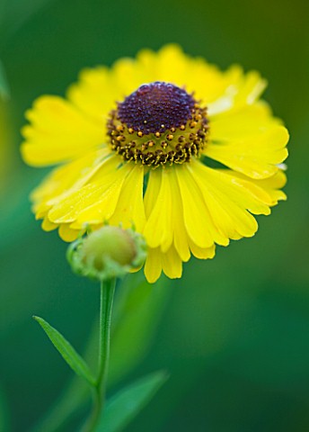 OLD_COURT_NURSERIES_AND_THE_PICTON_GARDEN__WORCESTERSHIRE_YELLOW_FLOWERS_OF_HELENIUM_GOLDRAUSCH
