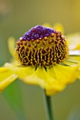 OLD COURT NURSERIES AND THE PICTON GARDEN  WORCESTERSHIRE: YELLOW FLOWERS OF HELENIUM GOLDRAUSCH