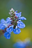 OLD COURT NURSERIES AND THE PICTON GARDEN  WORCESTERSHIRE: BLUE FLOWERS OF SALVIA ULIGINOSA