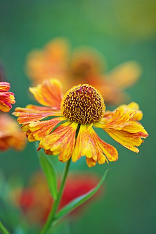 OLD_COURT_NURSERIES_AND_THE_PICTON_GARDEN__WORCESTERSHIRE_ORANGE_FLOWERS_OF_HELENIUM_CHIPPERFIELD_OR