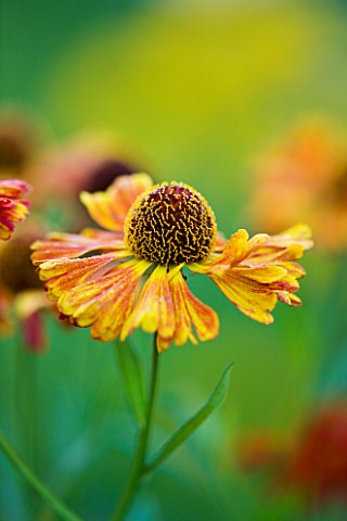 OLD_COURT_NURSERIES_AND_THE_PICTON_GARDEN__WORCESTERSHIRE_ORANGE_FLOWERS_OF_HELENIUM_CHIPPERFIELD_OR