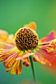 OLD COURT NURSERIES AND THE PICTON GARDEN  WORCESTERSHIRE: ORANGE FLOWERS OF HELENIUM CHIPPERFIELD ORANGE - SNEEZEWEED