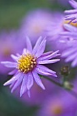 OLD COURT NURSERIES AND THE PICTON GARDEN  WORCESTERSHIRE: PURPLE  FLOWER OF ASTER AMELLUS BRILLIANT - MICHAELMAS DAISY