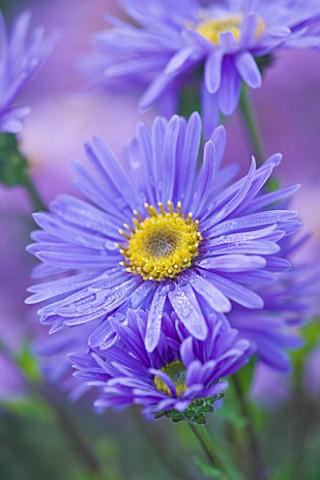 OLD_COURT_NURSERIES_AND_THE_PICTON_GARDEN__WORCESTERSHIRE_PURPLE_BLUE_FLOWER_OF_ASTER_AMELLUS_GRUNDE