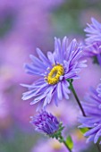OLD COURT NURSERIES AND THE PICTON GARDEN  WORCESTERSHIRE: PURPLE/ BLUE FLOWER OF ASTER AMELLUS GRUNDER - MICHAELMAS DAISY