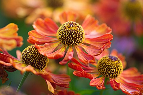 OLD_COURT_NURSERIES_AND_THE_PICTON_GARDEN__WORCESTERSHIRE_CLOSE_UP_OF_ORANGE_FLOWER_OF_HELENIUM_DUNK