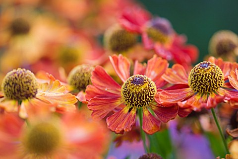 OLD_COURT_NURSERIES_AND_THE_PICTON_GARDEN__WORCESTERSHIRE_CLOSE_UP_OF_ORANGE_FLOWER_OF_HELENIUM_DUNK