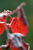 OLD COURT NURSERIES AND THE PICTON GARDEN  WORCESTERSHIRE: CLOSE UP OF THE LEAF OF THE CONTORTED HAZEL IN AUTUMN- CORYLUS AVELLANA CONTORTA