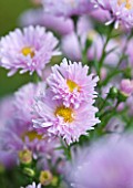OLD COURT NURSERIES AND THE PICTON GARDEN  WORCESTERSHIRE: CLOSE UP OF THE PINK FLOWERS OF ASTER NOVI-BELGII LASSIE