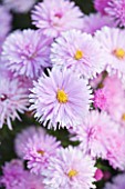 OLD COURT NURSERIES AND THE PICTON GARDEN  WORCESTERSHIRE: CLOSE UP OF THE PINK FLOWERS OF ASTER NOVI-BELGII NORMANS JUBILEE