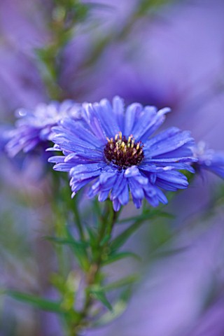 OLD_COURT_NURSERIES_AND_THE_PICTON_GARDEN__WORCESTERSHIRE_CLOSE_UP_OF_THE_BLUE_FLOWER_OF_ASTER_BLUE_
