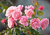 RAGLEY HALL GARDEN  WARWICKSHIRE: ROSE - ROSA TICKLED PINK
