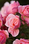 RAGLEY HALL GARDEN  WARWICKSHIRE: ROSE - ROSA TICKLED PINK