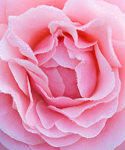 RAGLEY_HALL_GARDEN__WARWICKSHIRE_CLOSE_UP_OF_THE_ROSE__ROSA_TICKLED_PINK