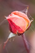 RAGLEY HALL GARDEN  WARWICKSHIRE: CLOSE UP OF THE EMERGING BUD OF ROSE - ROSA GORDONS COLLAGE