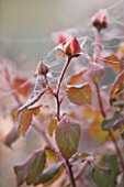 RAGLEY HALL GARDEN  WARWICKSHIRE: CLOSE UP OF THE EMERGING BUD OF ROSE - ROSA GORDONS COLLAGE