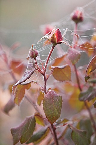 RAGLEY_HALL_GARDEN__WARWICKSHIRE_CLOSE_UP_OF_THE_EMERGING_BUD_OF_ROSE__ROSA_GORDONS_COLLAGE