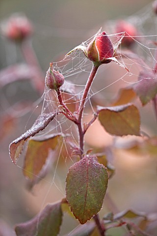 RAGLEY_HALL_GARDEN__WARWICKSHIRE_CLOSE_UP_OF_THE_EMERGING_BUD_OF_ROSE__ROSA_GORDONS_COLLAGE