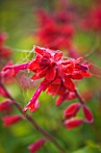 RAGLEY HALL GARDEN  WARWICKSHIRE: RED FLOWERS OF SALVIA JIMIS GOOD RED