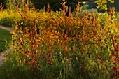 RAGLEY HALL GARDEN  WARWICKSHIRE: PICTORIAL MEADOWS VOLCANO MIXTURE IN AUTUMN - RED FLAX  RED ORACHE AND COREOPSIS