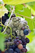 SUNNYBANK VINE NURSERY  HEREFORDSHIRE: CLOSE UP OF THE PURPLE GRAPES OF VITIS VINIFERA MADRESFIELD COURT SHOWING BOTRYTIS CINERIA   GREY MOULD OR NOBLE ROT