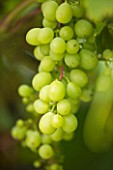 SUNNYBANK VINE NURSERY  HEREFORDSHIRE: CLOSE UP OF THE GREEN GRAPES OF VITIS MUSCAT OF ALEXANDER