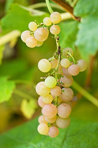 SUNNYBANK_VINE_NURSERY__HEREFORDSHIRE_CLOSE_UP_OF_THE_GRAPES_OF_VITIS_SUFFOLK_RED