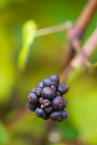 SUNNYBANK_VINE_NURSERY__HEREFORDSHIRE_CLOSE_UP_OF_THE_GRAPES_OF_VITIS_VINIFERA_TRIOMPHE_DALSACE