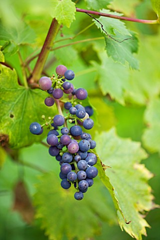 SUNNYBANK_VINE_NURSERY__HEREFORDSHIRE_CLOSE_UP_OF_THE_GRAPES_OF__VITIS_CASTEL_19637