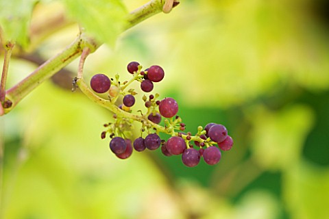 SUNNYBANK_VINE_NURSERY__HEREFORDSHIRE_CLOSE_UP_OF_THE_GRAPES_OF_VITIS_CABERNET_CORTIS