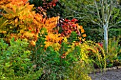 THE PICTON GARDEN  WORCESTERSHIRE: RHUS AND COTINUS IN AUTUMN