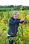 SUNNYBANK VINE NURSERY  HEREFORDSHIRE: OWNER SARAH BELL COLLECTING GRAPES FROM THE VINEYARD