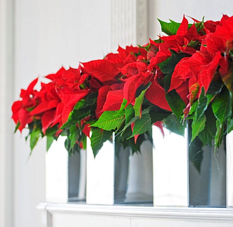 THE_URBAN_FLOWER_FIRM_TUFF__WHITE_AND_RED_CHRISTMAS__MIRRORED_CONTAINERS_WITH_POINSETTIA_CHRISTMAS_F