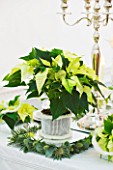 DESIGNER IAN LLOYD - CHRISTMAS TABLE SETTING IN WHITE AND LIME GREEN  WITH CANDLES AND POINSETTIA CHRISTMAS FEELINGS WHITE IN CONTAINER