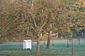 HEVER CASTLE  KENT  AUTUMN: BEEHIVE AND APPLE TREES IN THE ORCHARD