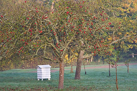 HEVER_CASTLE__KENT__AUTUMN_BEEHIVE_AND_APPLE_TREES_IN_THE_ORCHARD