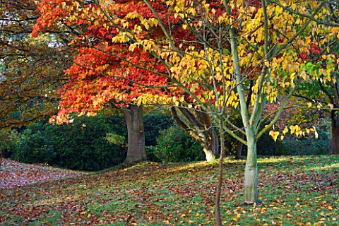 HEVER_CASTLE__KENT_AUTUMN_MAPLES_IN_THE_WOODLAND