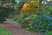 HEVER CASTLE  KENT: AUTUMN: PATH THROUGH WOODLAND WITH HYDRANGEAS AND ACER