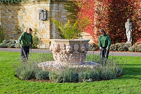 HEVER_CASTLE__KENT_AUTUMN_TWO_GARDENERS_CUTTING_LAVENDER_AROUND_A_LARGE_TERRACOTTA_CONTAINER_WITH_PA