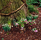 HELLEBORES AND GALANTHUS NIVALIS SAM ARNOTT IN THE WOODLAND AT THE SAVILL GARDEN  SURREY