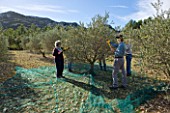 OLIVE PICKING NEAR EYGALIERES  IN THE ALPILLES  PROVENCE  FRANCE: