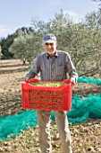 OLIVE PICKING NEAR EYGALIERES  IN THE ALPILLES  PROVENCE  FRANCE:
