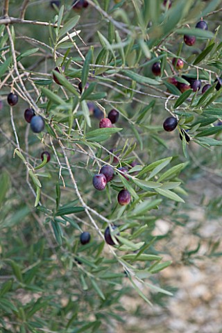 OLIVE_PICKING_NEAR_EYGALIERES__IN_THE_ALPILLES__PROVENCE__FRANCE