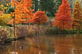 BODENHAM ARBORETUM  WORCESTERSHIRE: AUTUMN COLOURS BESIDE THE BIG POOL DOMINATED BY SWAMP CYPRESSES (TAXODIUM DISTICHUM). REFLECTIONS
