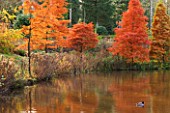 BODENHAM ARBORETUM  WORCESTERSHIRE: AUTUMN COLOURS BESIDE THE BIG POOL DOMINATED BY SWAMP CYPRESSES (TAXODIUM DISTICHUM). REFLECTIONS