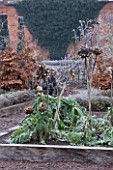 HAMPTON COURT CASTLE AND GARDENS  HEREFORDSHIRE: THE ORGANIC KITCHEN/ VEGETABLE GARDEN - RAISED BEDS WITH CARDOONS IN FROST