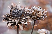 HAMPTON COURT CASTLE AND GARDENS  HEREFORDSHIRE: THE ORGANIC KITCHEN/ VEGETABLE GARDEN - CARDOON HEADS IN FROST