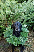 THE GARDEN AND PLANT COMPANY  HATHEROP  GLOUCESTERSHIRE: BLACK LABRADOR ELLA WITH FIR WREATH