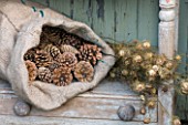 THE GARDEN AND PLANT COMPANY  HATHEROP  GLOUCESTERSHIRE: NATURAL DECORATIONS - PINE CONES AND DRIED NIGELLA STEMS